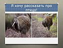 Я хочу рассказать про птицу