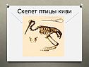 Скелет птицы киви