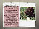 Факты о киви