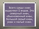 Всего среди киви выделяют 5 видов