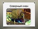 Северный киви