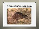 Обыкновенный киви