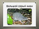 Большой серый киви