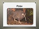 Рови