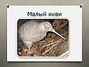 Малый киви