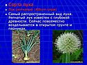 Сорта лука