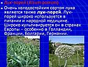Лук-порей