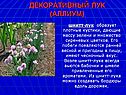 Декоративный лук (аллиум)