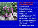 Лук Островского (горолюбивый)