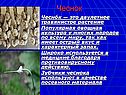 Чеснок