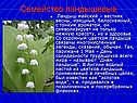 Семейство ландышевые