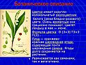 Цветки имеют округло-колокольчатый околоцветник
