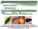 Класс Пиявки