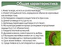 Общая характеристика типа