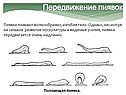 Передвижение пиявок