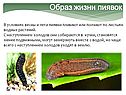Образ жизни пиявок