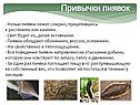 Привычки пиявок