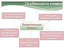 Особенности пиявок