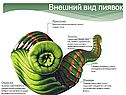 Внешний вид пиявок