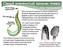 Присоски