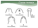 Глаза пиявок