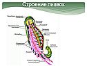 Строение пиявок