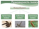Разновидность пиявок