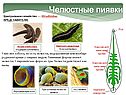 Челюстные пиявки