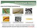 Глоточные пиявки