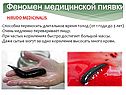 Феномен медицинской пиявки