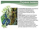 Охрана пиявок