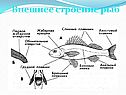 Внешнее строение рыб