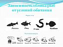 Зависимость облика рыб от условий обитания