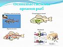 Основные системы органов рыб