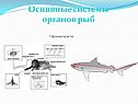Органы чувств