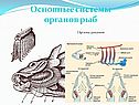 Органы дыхания