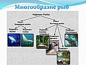 Многообразие рыб