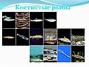 Костистые рыбы