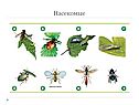 Класс насекомые биология