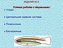 ЗАДАНИЕ № 2: Устная работа с терминами: