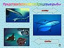 Представители класса Хрящевые рыбы