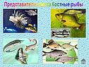 Представители класса Костные рыбы