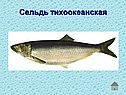 Сельдь тихоокеанская