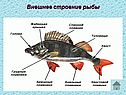 Класс рыбы 7 класс