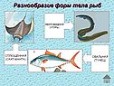 Разнообразие форм тела рыб
