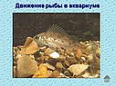 Движение рыбы в аквариуме