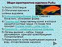 Общая характеристика надкласса Рыбы