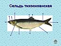Сельдь тихоокеанская