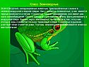 Класс Земноводные