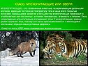 Класс млекопитающие или звери